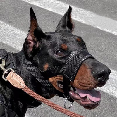doberman dans la rue avec museliere noir