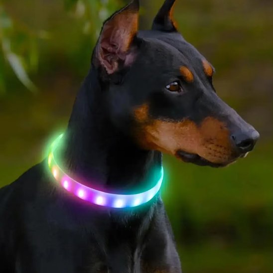 doberman de profil avec collier lumineux chien multicolore