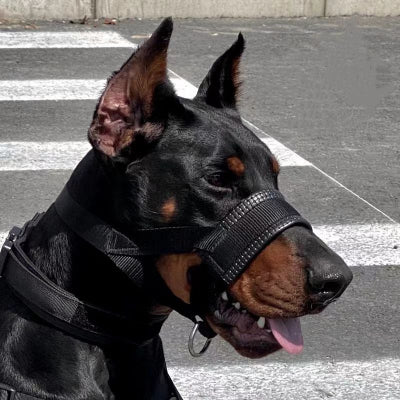 doberman de profil avec museliere noir