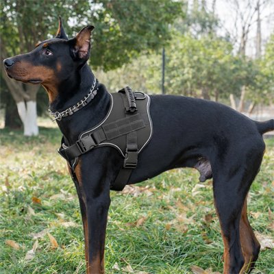 doberman portant harnais anti traction chien noir