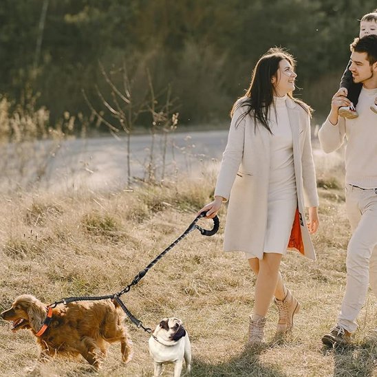 famille promenade campagne deux chiens laisse double pour chien