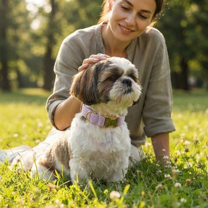 femme caressant shih tzu portant collier parme dans herbe