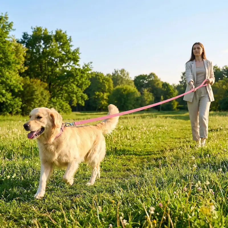 femme promenade golden retriever longe chien rose parc