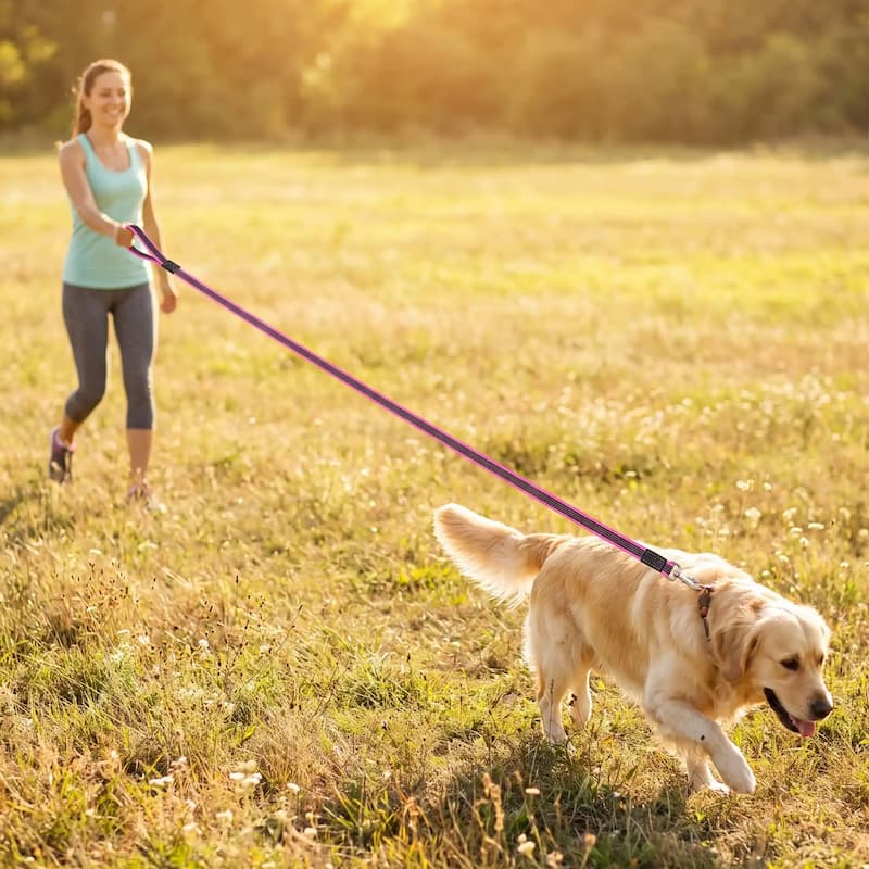 femme promenade golden retriever longe chien rose prairie