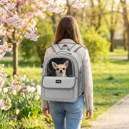 femme promenade parc chihuahua dans sac a dos pour chien
