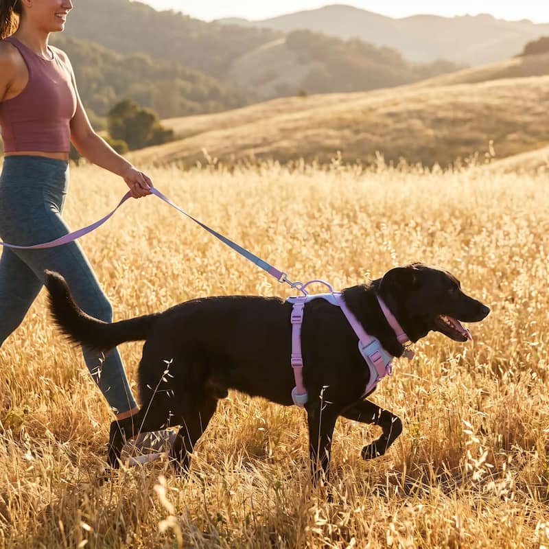 femme promène chien noir portant harnais chien anti traction prairie