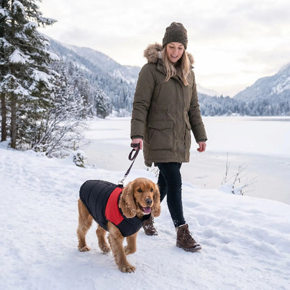 femme promene cocker dans neige avec manteau chien rouge