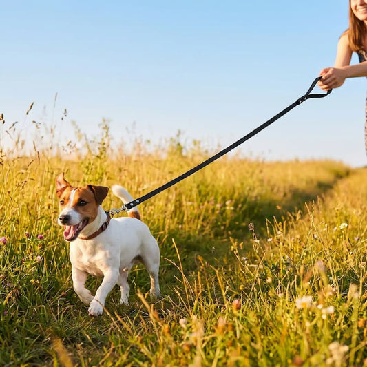 femme promene jack russell longe pour chien noir champ ensoleille