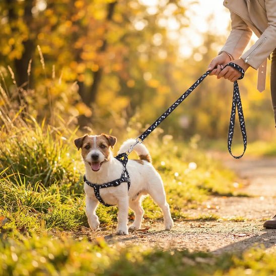 femme promene petit chien parc laisse pour chien noir