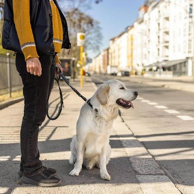 femme tient labrador assis trottoir ville laisse pour chien noir