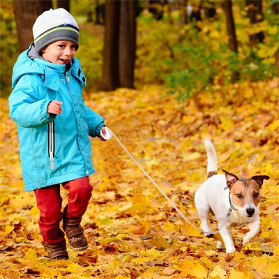 garcon promene jack russel parc automne laisse enrouleur chien blanc