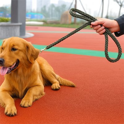 golden allonge sur sol rouge souple avec laisse chien tressee kaki