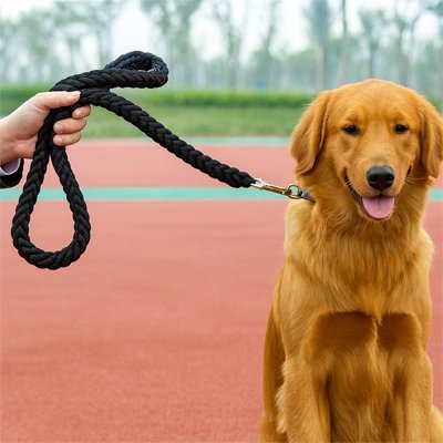 golden assis sol rouge souple tenu laisse chien tressee noir