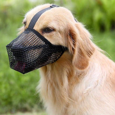 golden avec muselière chien noir souple