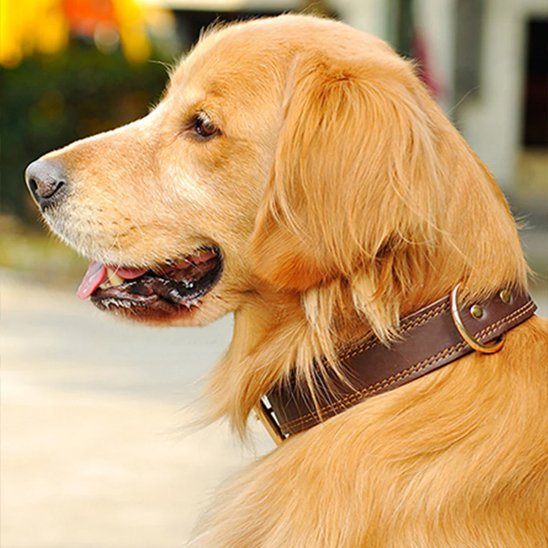 golden de profil avec collier chien cuir marron