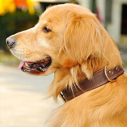 golden de profil avec collier chien cuir marron