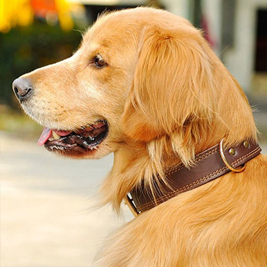 golden de profil avec collier chien cuir marron