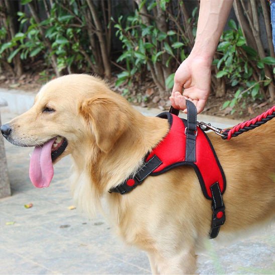 golden harnais chien anti traction rouge avec poignee