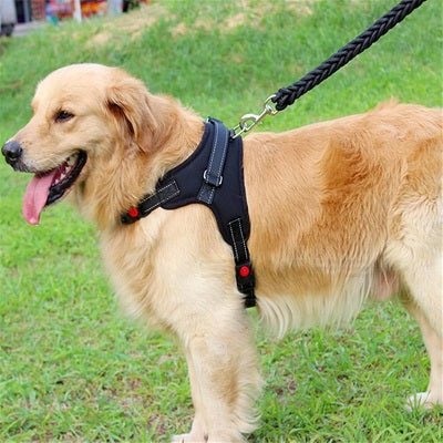 golden retriever harnais chien anti traction noir