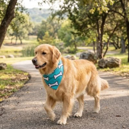 golden retriever portant bandana chien bleu balade parc