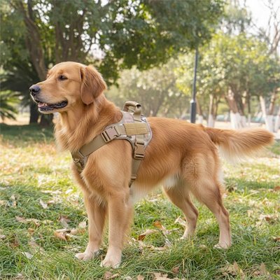 golden retriever portant harnais anti traction camouflage parc