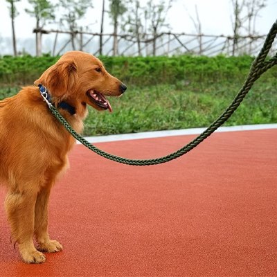 golden sur sol rouge souple tenu laisse chien tressee kaki