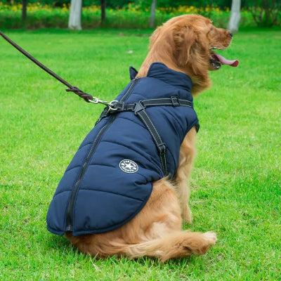 grand chien assis herbe avec manteau pour chien bleu