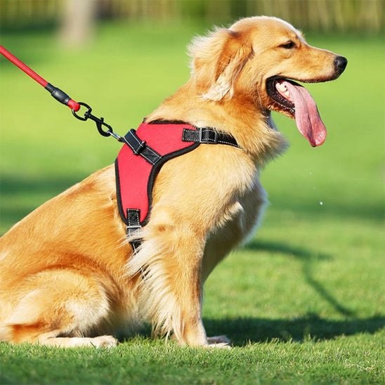 harnais chien anti traction rouge golden retriever