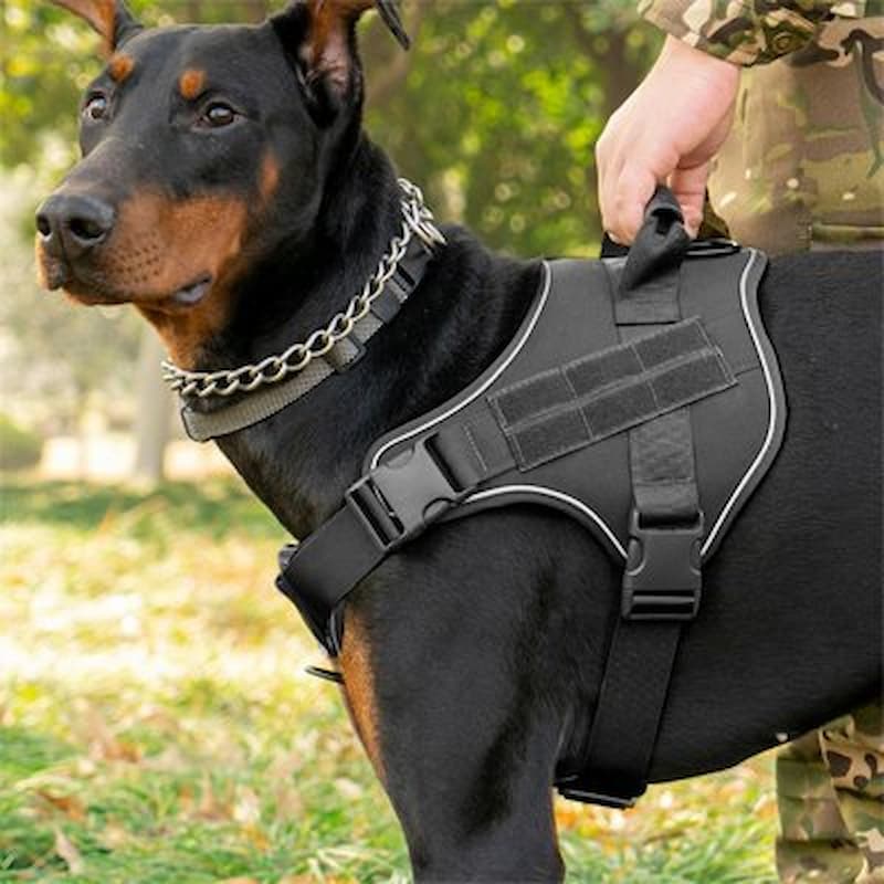 harnais anti traction chien doberman tenu par poignée dorsale