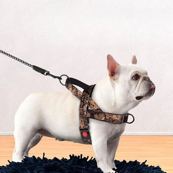 Harnais pour Chien - DogSafeHarness™ - Noir Doré - Elégance Toutou