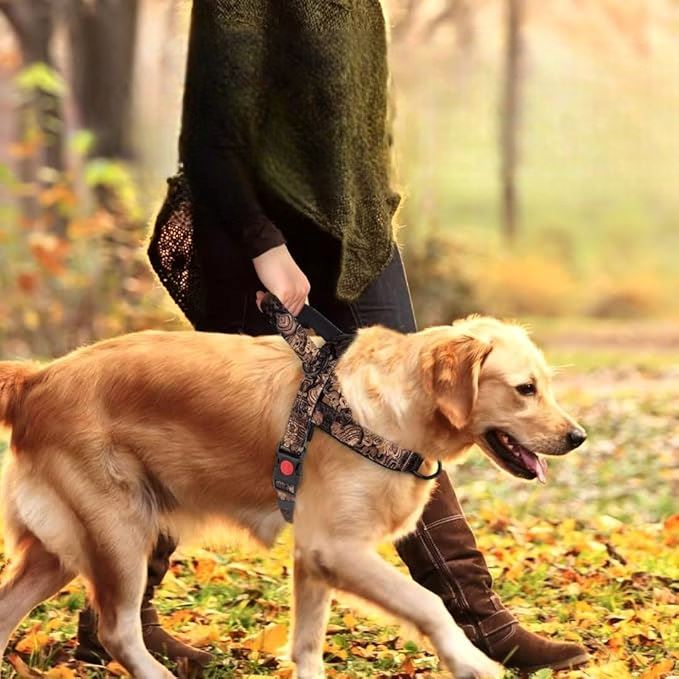 Harnais pour Chien - DogSafeHarness™ - Noir Doré - Elégance Toutou