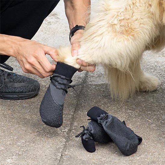 homme met chaussure chien col élastique à un chien