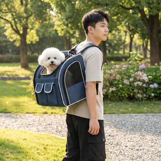 homme promenade parc bichon dans sac à dos pour chien