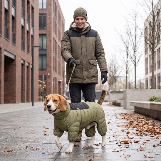 homme promene beagle avec manteau chien vert zone urbaine