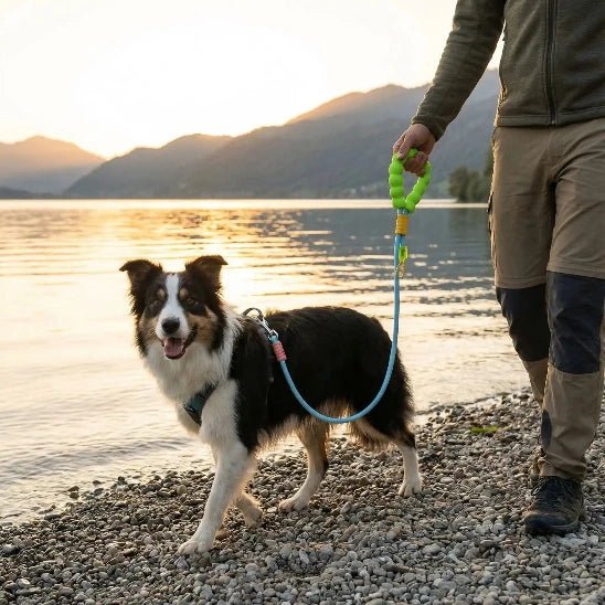 homme promene border collie lac laisse chien bleu
