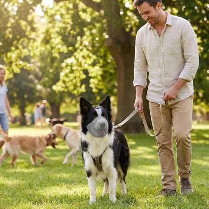 homme promene border collie parc avec muselière chien gris