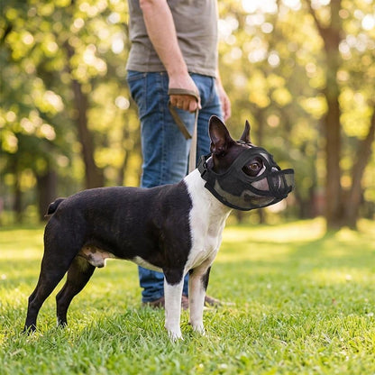 homme promène bouledogue français portant muselière pour chien noire