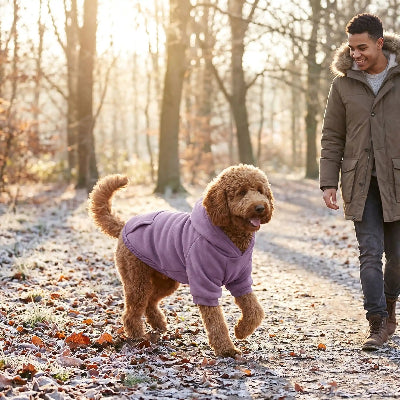homme promene caniche dans parc hiver avec pull pour chien