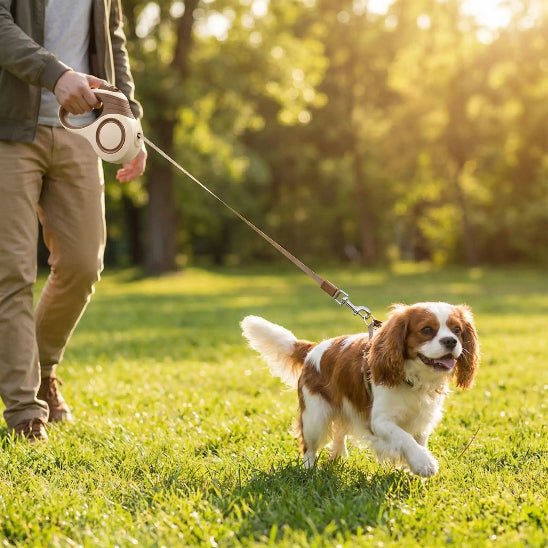 homme promene chien dans herbe laisse pour chien enrouleur marron