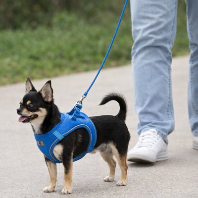 homme promene chihuahua bicolore portant harnais chiot bleu