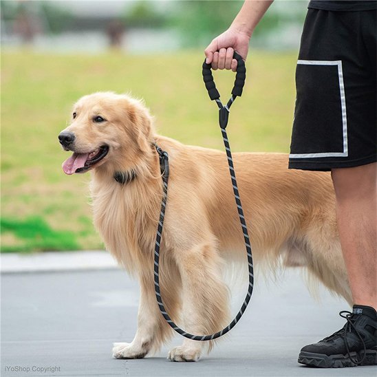 homme promene golden avec laisse chien corde nylon noir