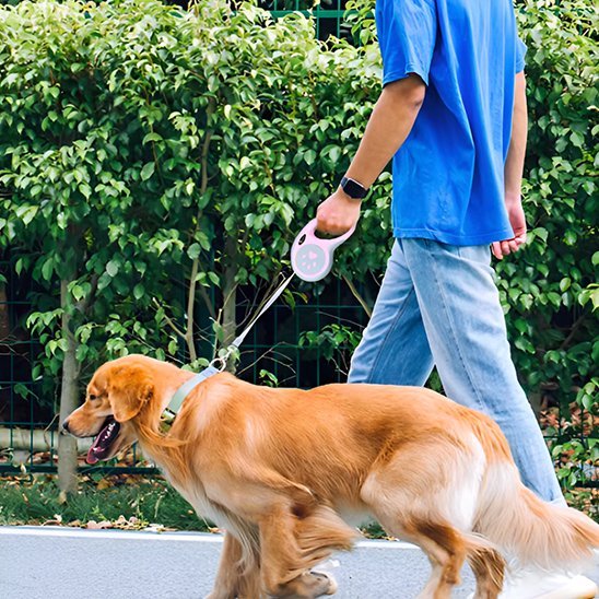 homme promene golden avec laisse enrouleur rose