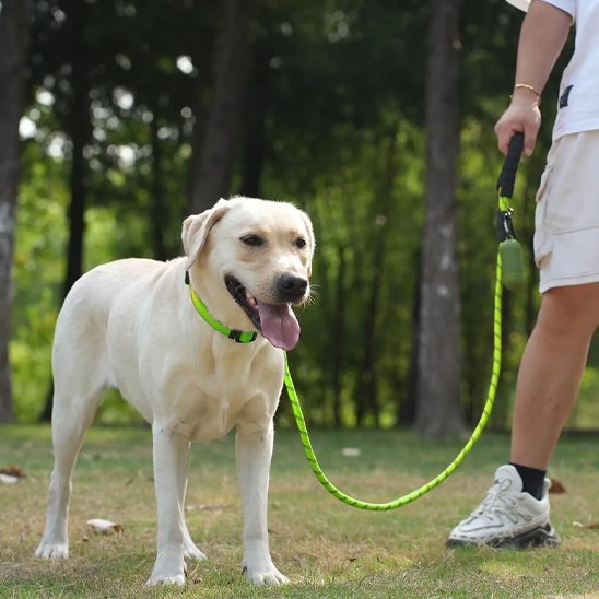 homme promene labrador en foret avec laisse chien vert fluo