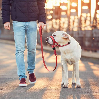 homme promene labrador sur pont avec museliere chien rouge