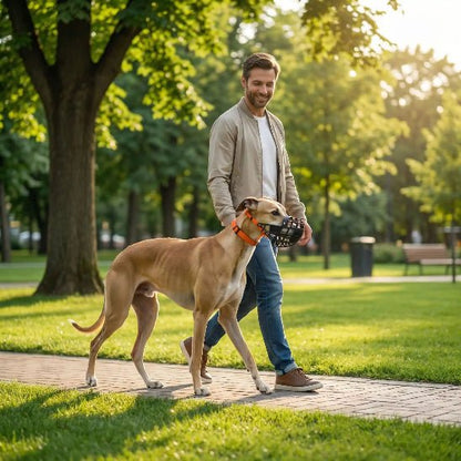 homme promene levrier dans parc avec muselière chien noir