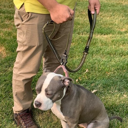 homme tient chien assis herbe laisse pour chien vert fonce