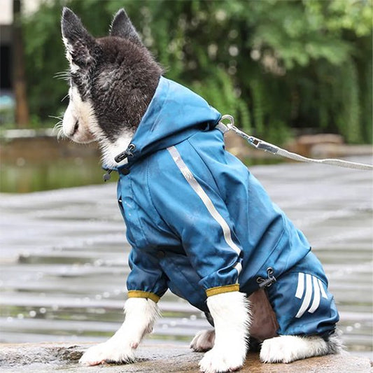 husky assis dehors avec manteau pour chien bleu