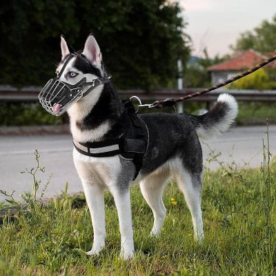 husky au bord route avec museliere cage metallique