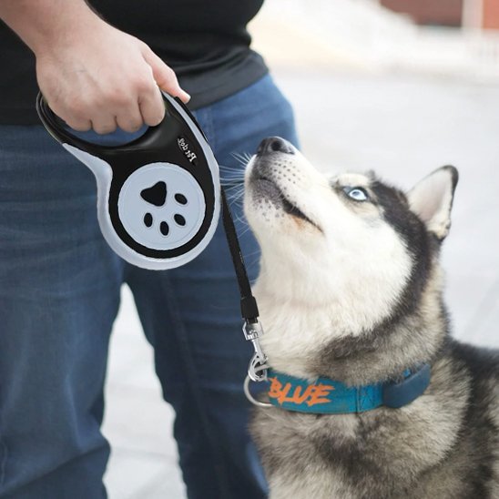 husky avec son maitre qui tient laisse enrouleur noir