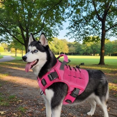 husky dans parc avec harnais anti traction chien rose